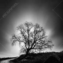 Black and White, fine Art landscape image with tree