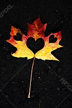 Heart inside of maple leaf on black