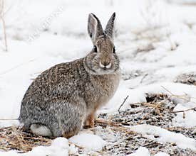 Mountain Cottontail on Snow