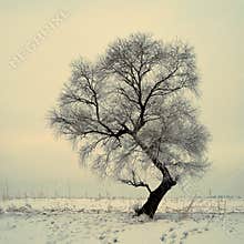 Rimed Trees