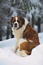 Saint Bernard