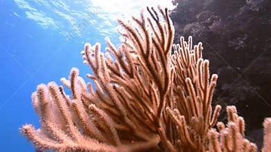 Soft coral on Reef`s wall