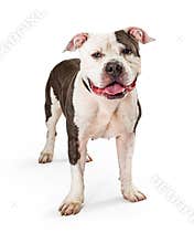 Friendly Pit Bull Dog Standing Looking Forward
