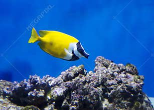 Foxface Rabbit Fish.