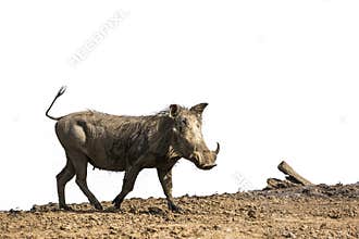 Common warthog in Kruger National park, South Africa
