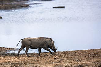 Common warthog in Kruger National park, South Africa
