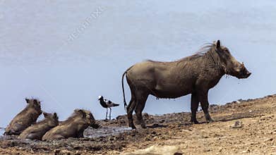 Common warthog in Kruger National park, South Africa