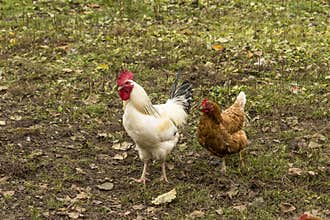 White rooster and brown chicken.
