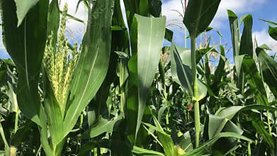 In middle of a cornfield. Corn field corn motion farm. Green grass agriculture.