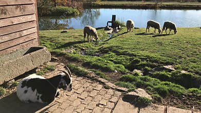 Flocks and herds, goat and grazing sheep near water on dairy