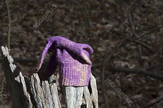 Lost glove in the woods