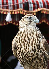Arabian falcon