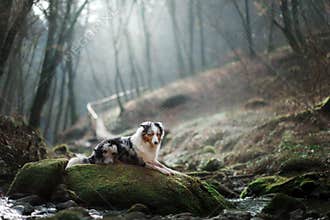 Dog in nature in the morning. Australian shepherd at sunrise near the water. Pet for a walk