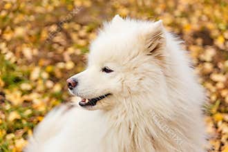 Beautiful white dog breeds Samoyed in the fall