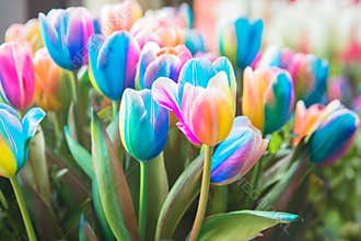 Dutch tulip and rainbow symbol of pride