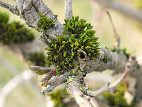 Close up of vibrant green moss growing on the branch of a tree with early spring leaf buds