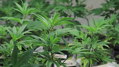 Young Indoor Legal Cannabis Marijuana Plant