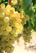 grapes