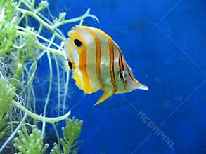 Tropical Fish