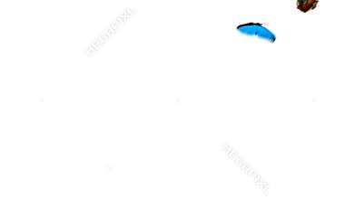 Butterflies Peacock and Blue Morpho Menelaus Playfully Fly on a Green Background. Two Beautiful 3d Animations. 4K Ultra