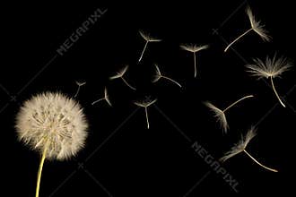 Dandelion