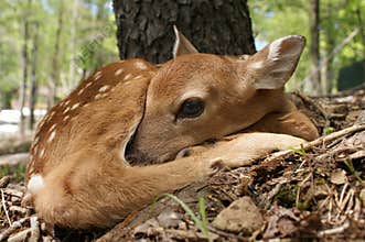 Whitetail New Born