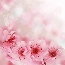 Soft spring cherry flowers background