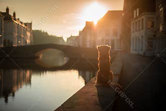 Dog on the waterfront at sunrise. Pet on nature. Nova Scotia Duck Tolling Retriever, Toller.