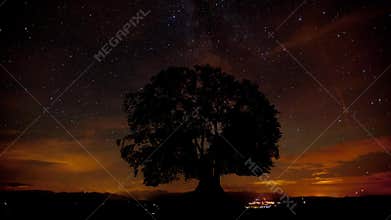 Motion of milky way, clouds and stars behind single tree