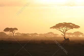 African Sunset
