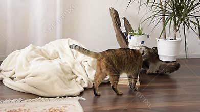 Domestic cat walking home. Contemporary interior living space