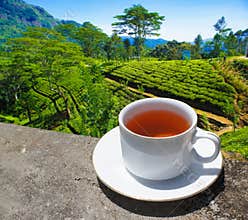 Sri Lanka tea hills. Tea cup and plantation.