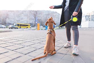 Dog on a leash and the owner against the background of the city. Evening walks with a dog. Pets concept