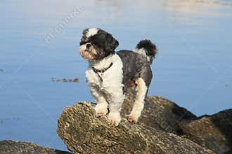Dog on Lofoten's cliff