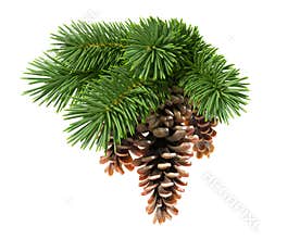 Fir tree with pine-cones