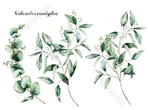 Watercolor seeded and baby eucalyptus set. Hand painted eucalyptus branch and leaves isolated on white background