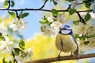 Spring natural background with little cute bird tit sitting in may garden on a branch of flowering Apple tree with white fragrant