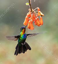 Hummingbird in Costa Rica