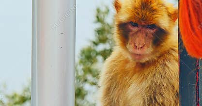 Monkey in Gibraltar