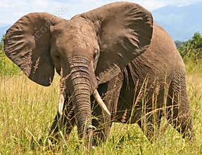 African elephant