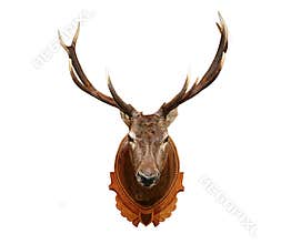 Deer head