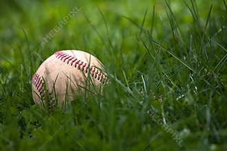Baseball in the Grass