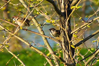 pair of sparrows in the branches of a tree