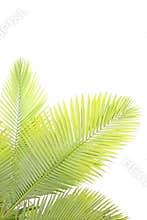 Leaves of palm tree