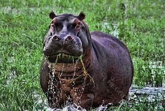 Angry hippopotamus in Africa