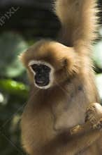 White-handed Gibbon