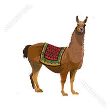 Llama with a blanket