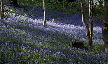 Bluebells at Bangor