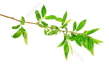 Spring willow tree barb isolated
