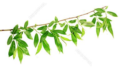 Willow tree barb isolated